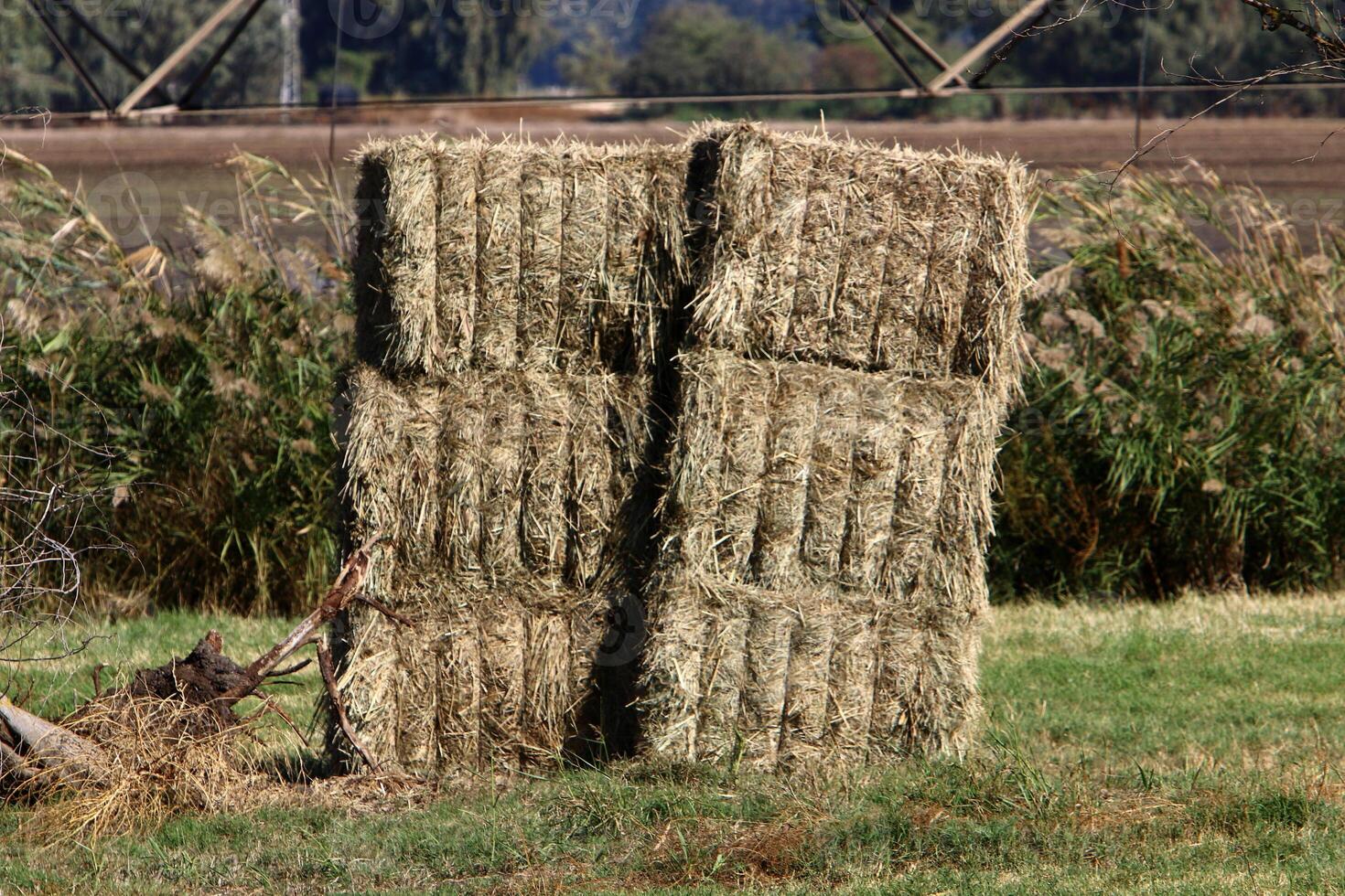 Straw is the dry stems of cereal crops remaining after threshing. photo