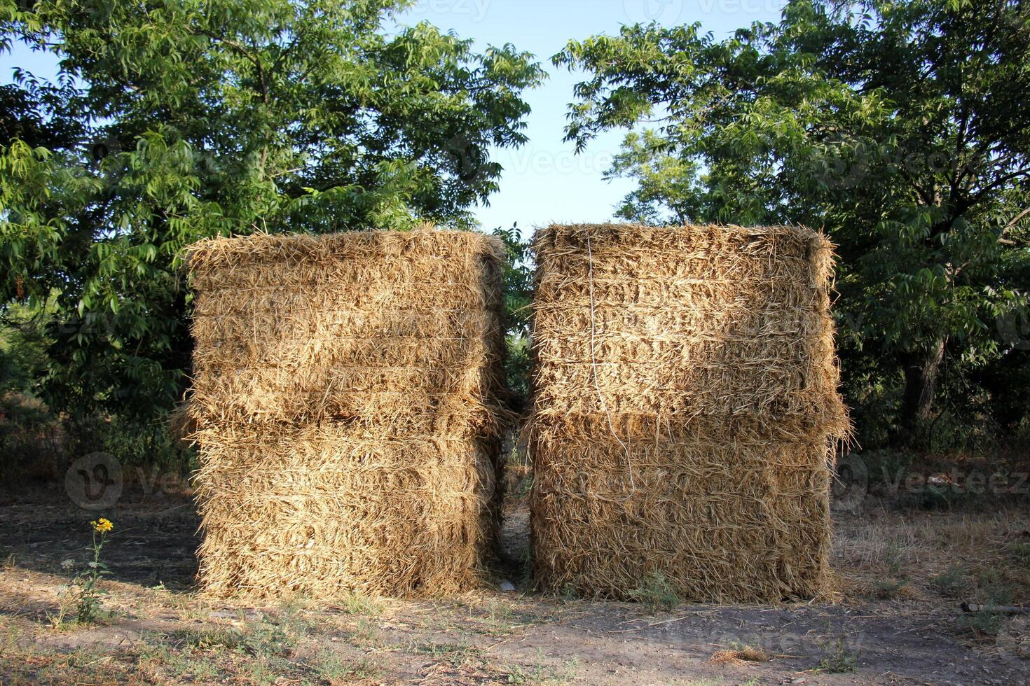 Straw is the dry stems of cereal crops remaining after threshing. photo