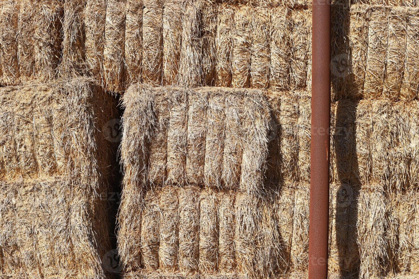 Straw is the dry stems of cereal crops remaining after threshing. photo