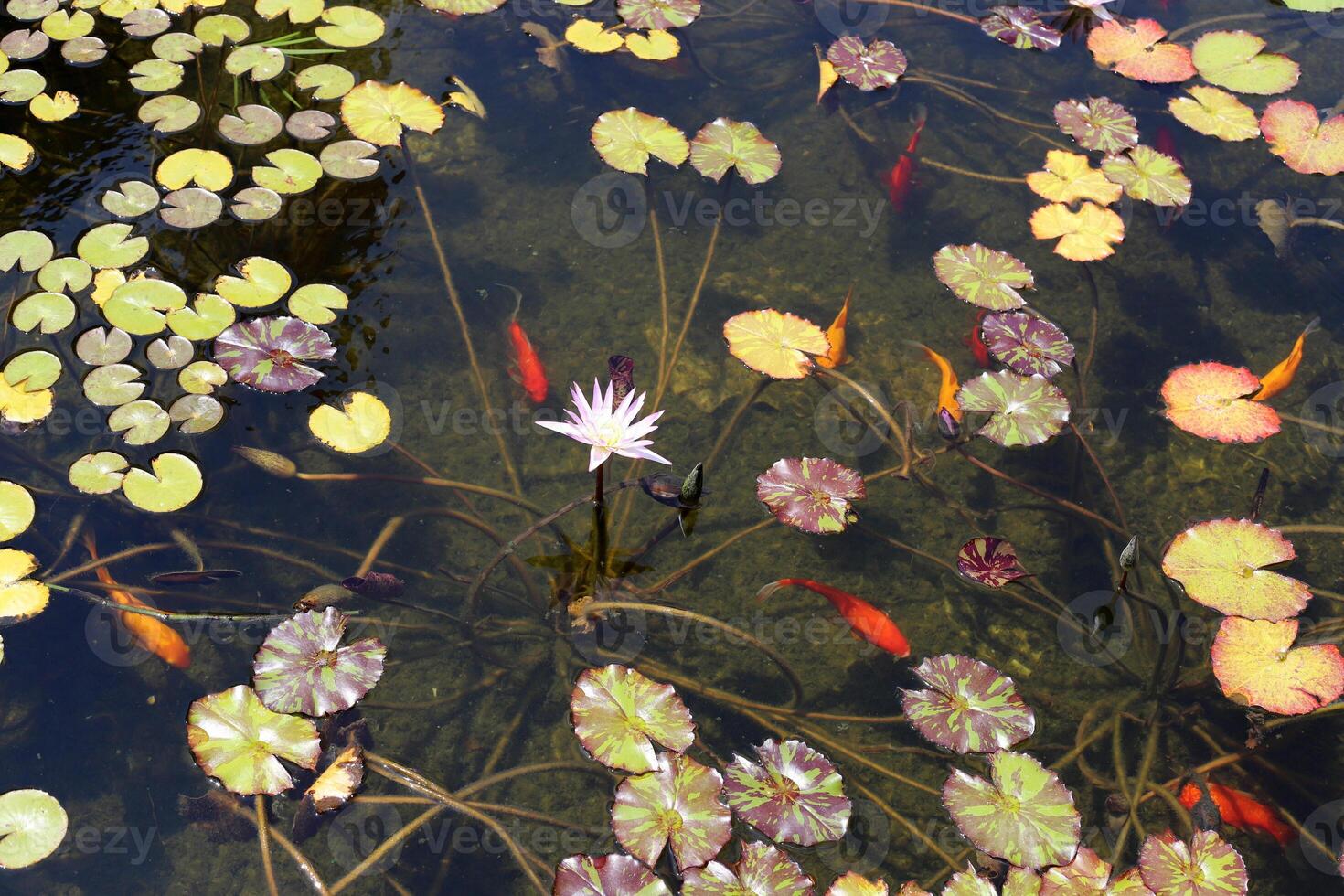 A water lily grows in a fresh water pond. photo