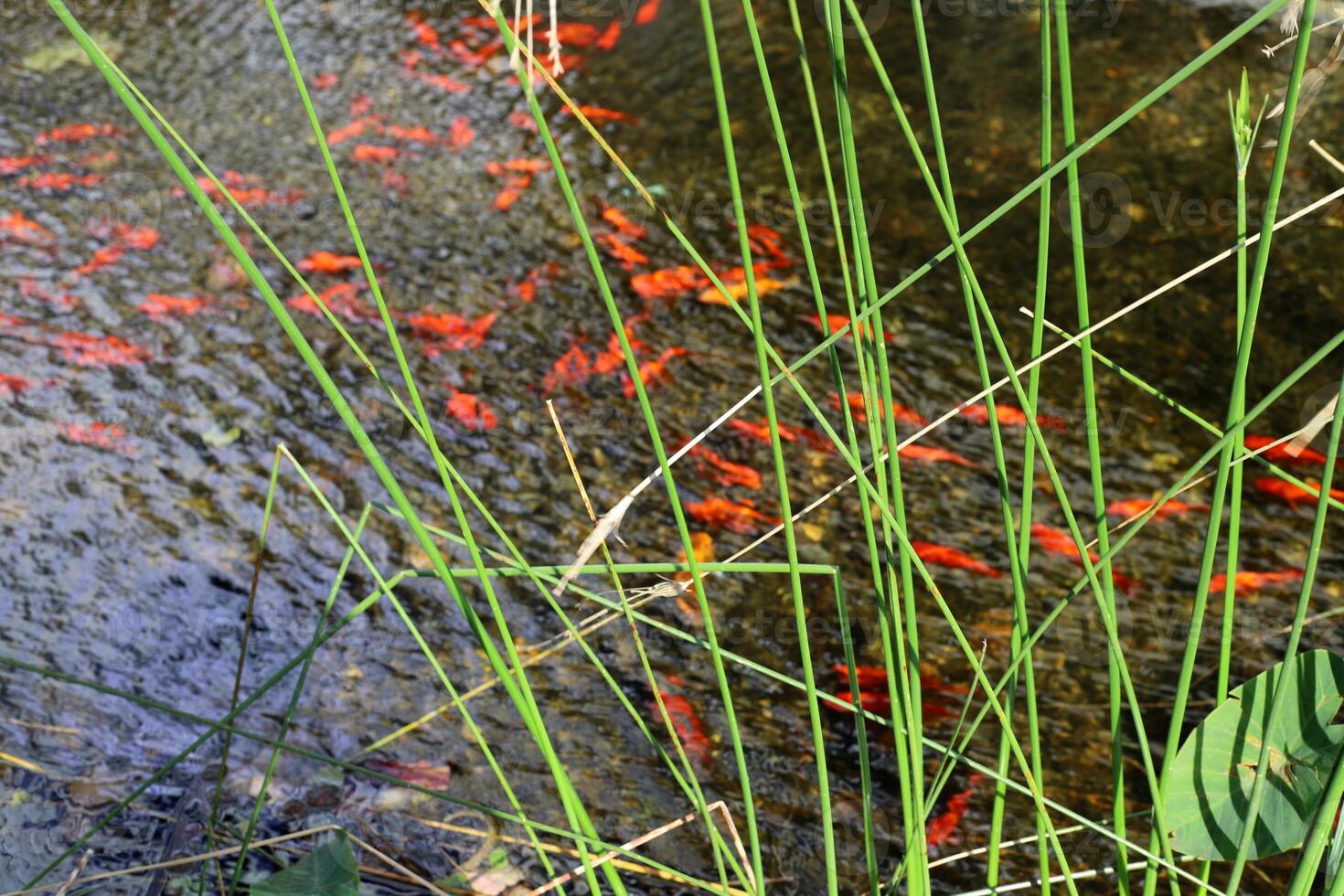 A water lily grows in a fresh water pond. photo