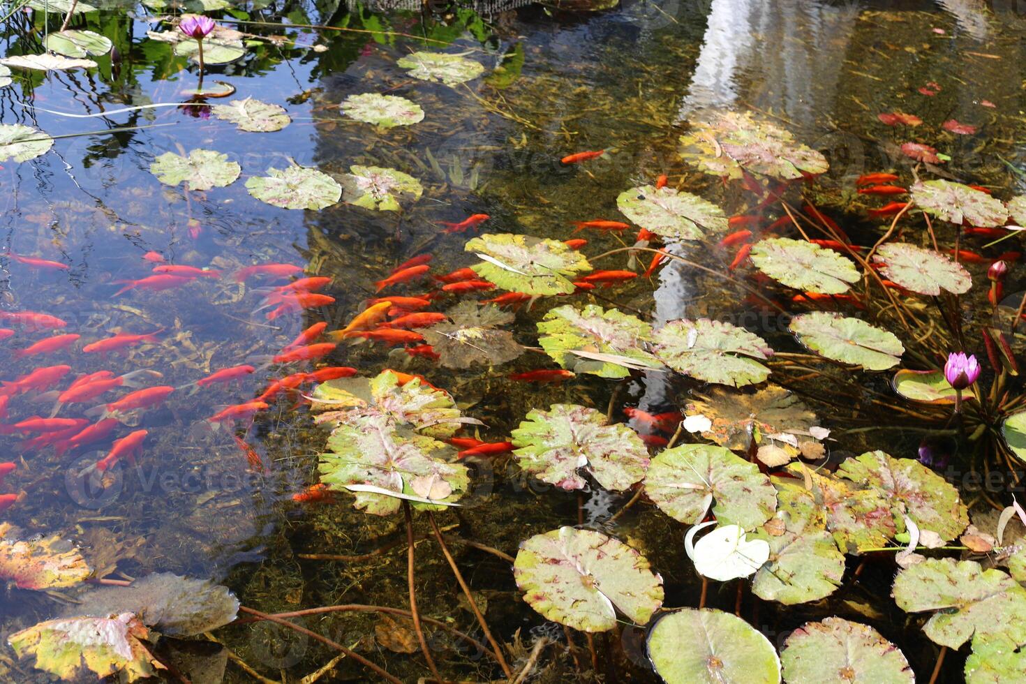 A water lily grows in a fresh water pond. photo