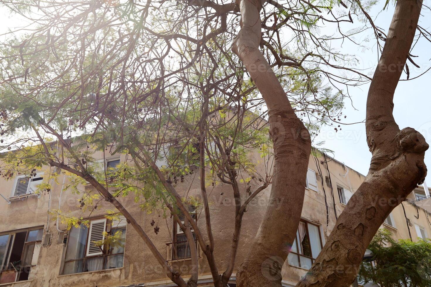 Tel Aviv Israel 03 28 2024. Buildings and structures in Tel Aviv through the foliage of tall trees. photo