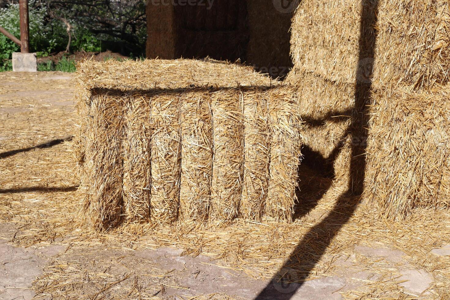 Straw is the dry stems of cereal crops remaining after threshing. photo