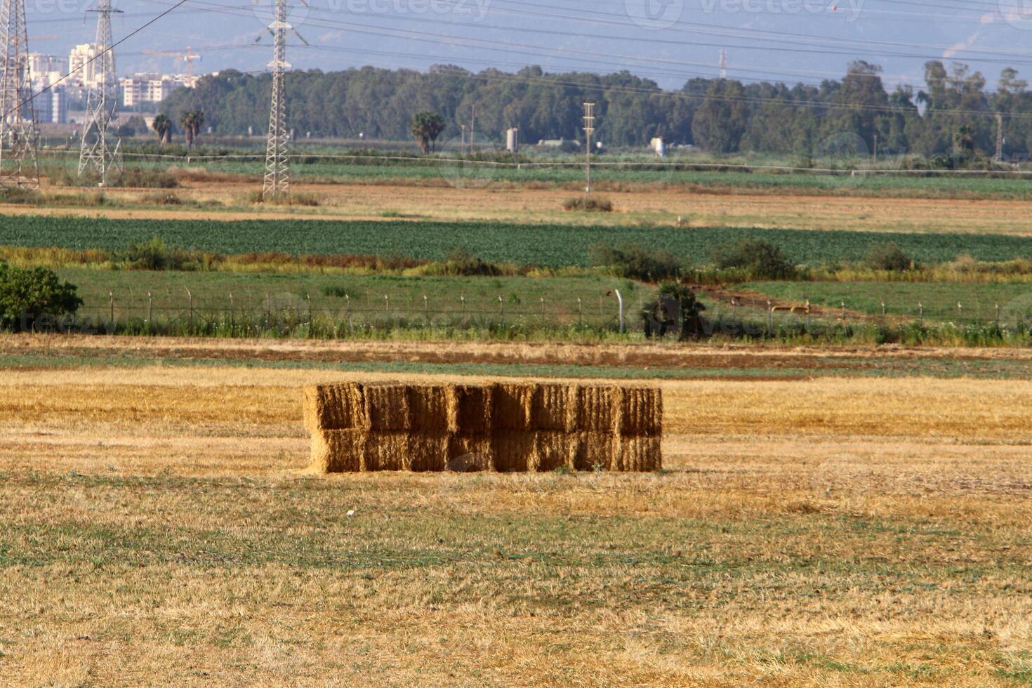 Straw is the dry stems of cereal crops remaining after threshing. photo