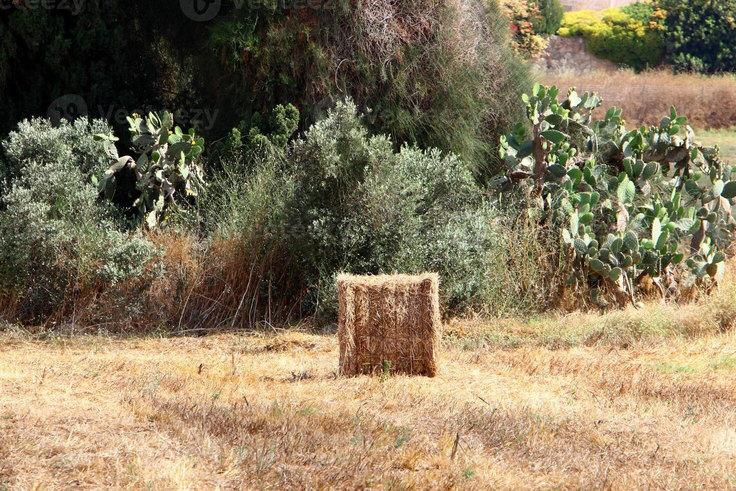 Straw is the dry stems of cereal crops remaining after threshing. photo