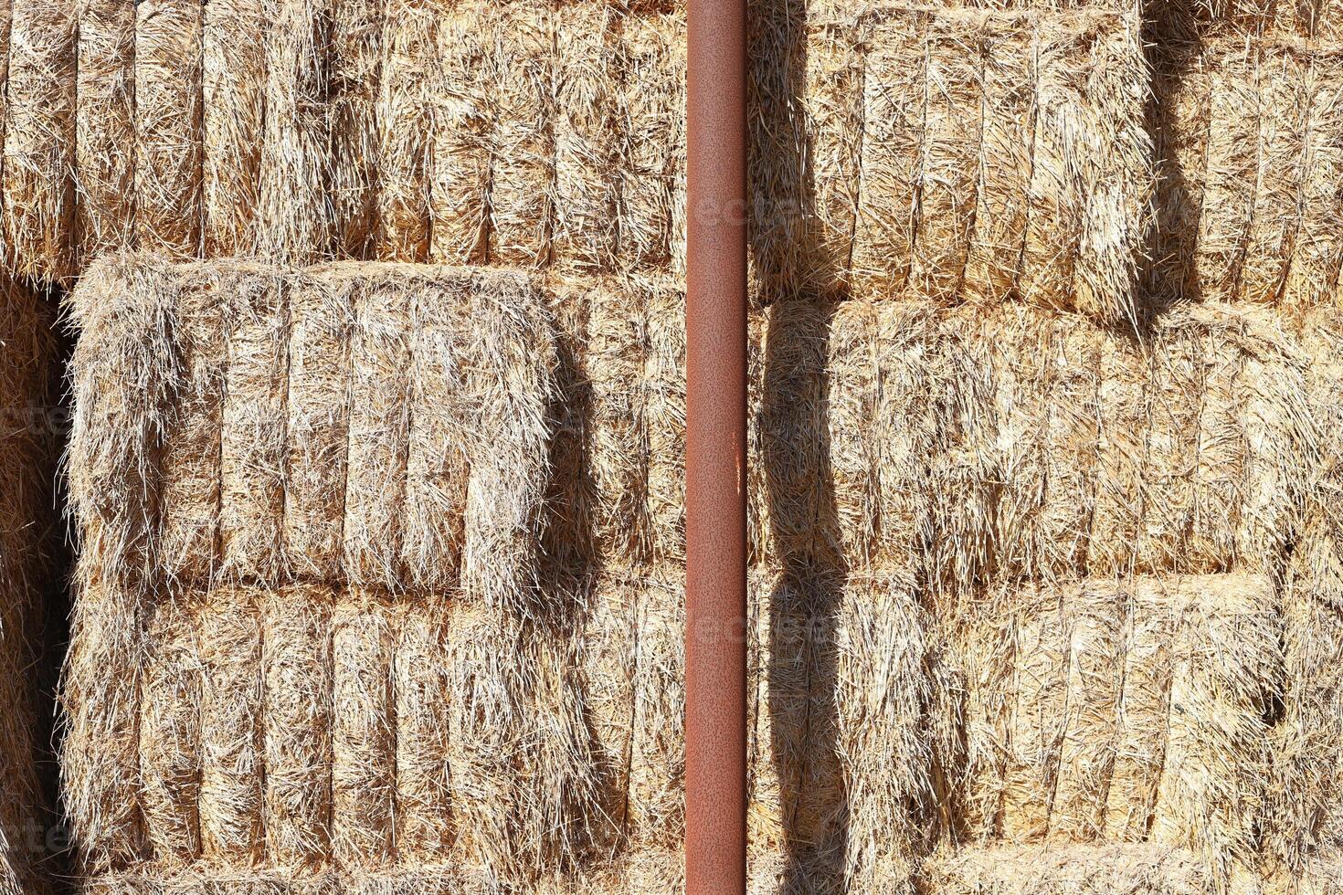Straw is the dry stems of cereal crops remaining after threshing. photo