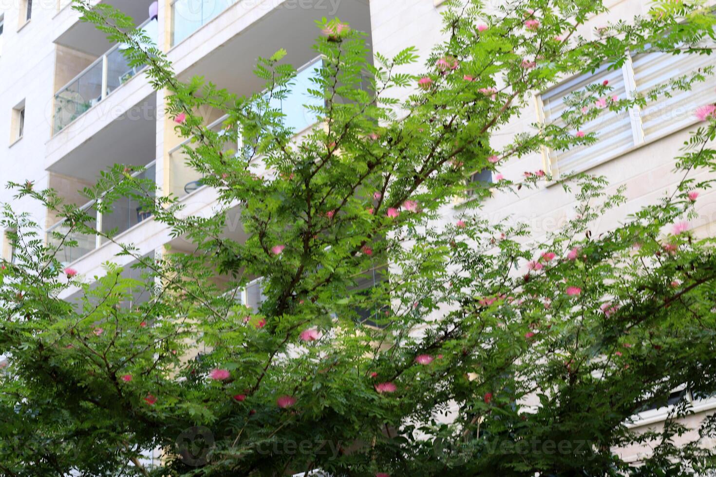 Tel Aviv Israel 03 28 2024. Buildings and structures in Tel Aviv through the foliage of tall trees. photo