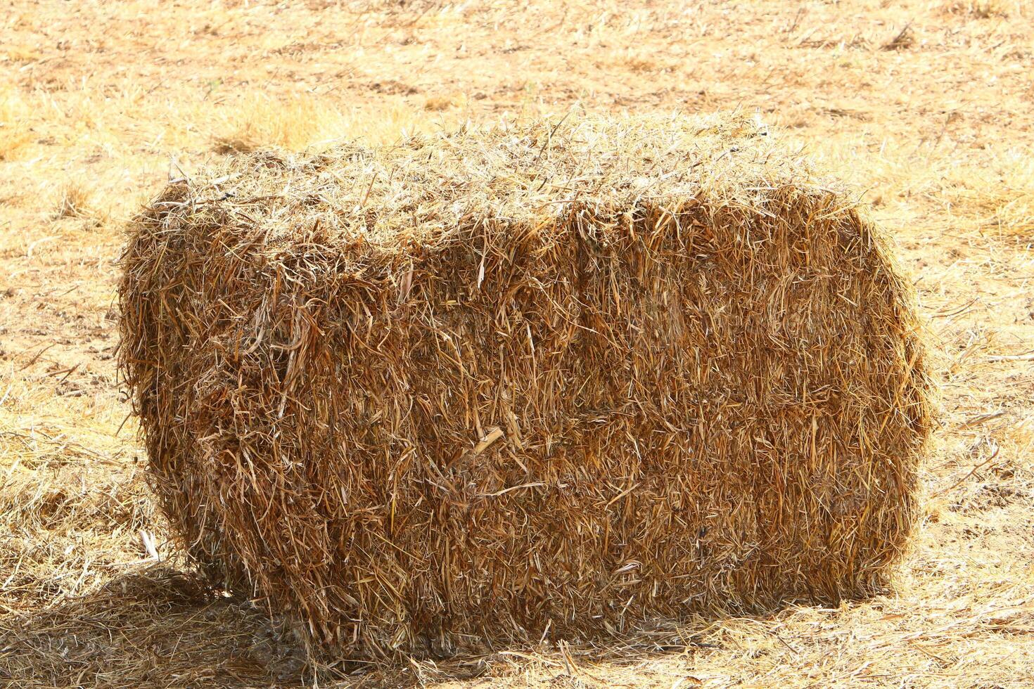 Straw is the dry stems of cereal crops remaining after threshing. photo