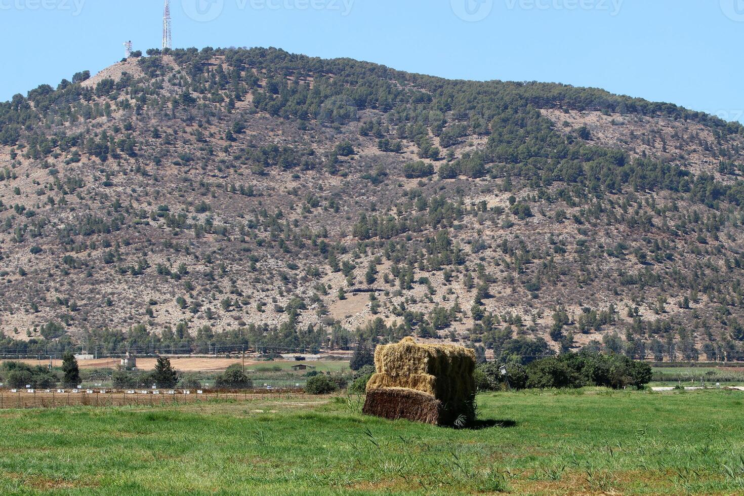 Straw is the dry stems of cereal crops remaining after threshing. photo