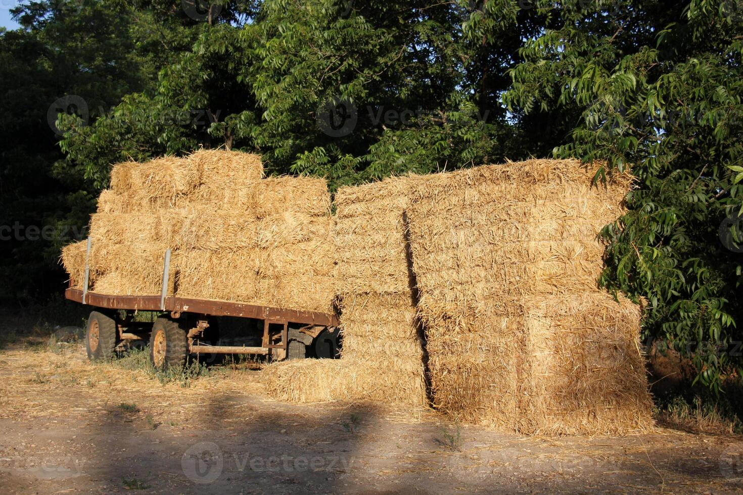 Straw is the dry stems of cereal crops remaining after threshing. photo