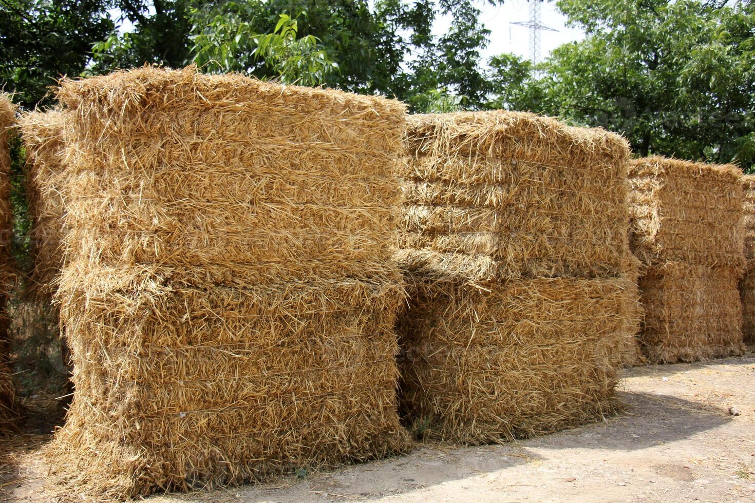 Straw is the dry stems of cereal crops remaining after threshing. photo