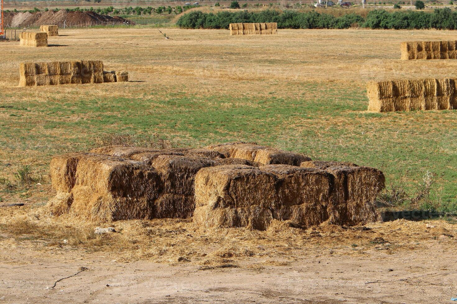 Straw is the dry stems of cereal crops remaining after threshing. photo