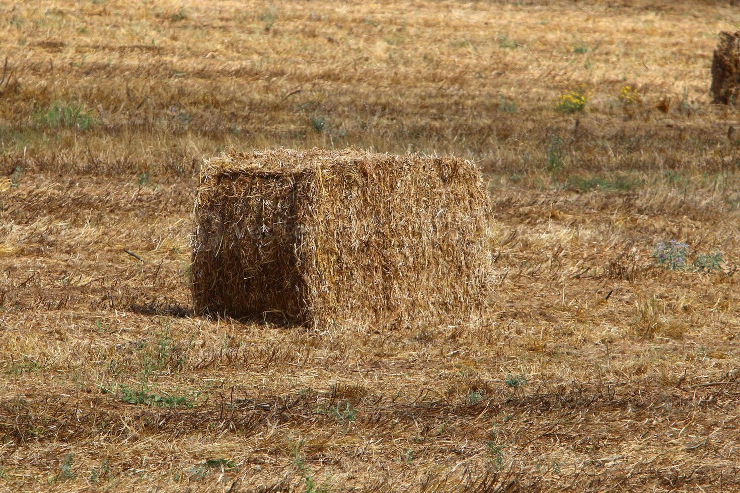 Straw is the dry stems of cereal crops remaining after threshing. photo