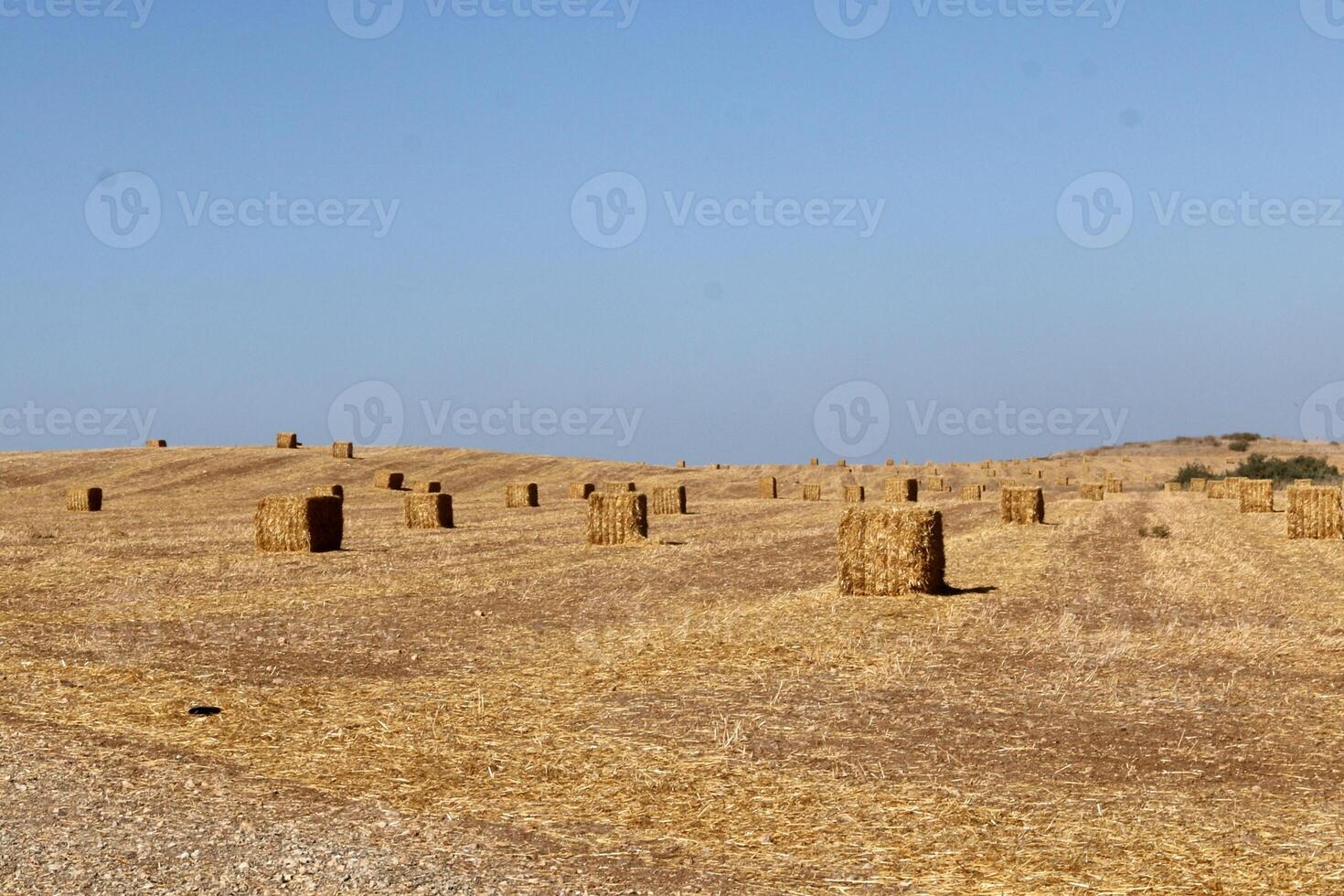 Straw is the dry stems of cereal crops remaining after threshing. photo