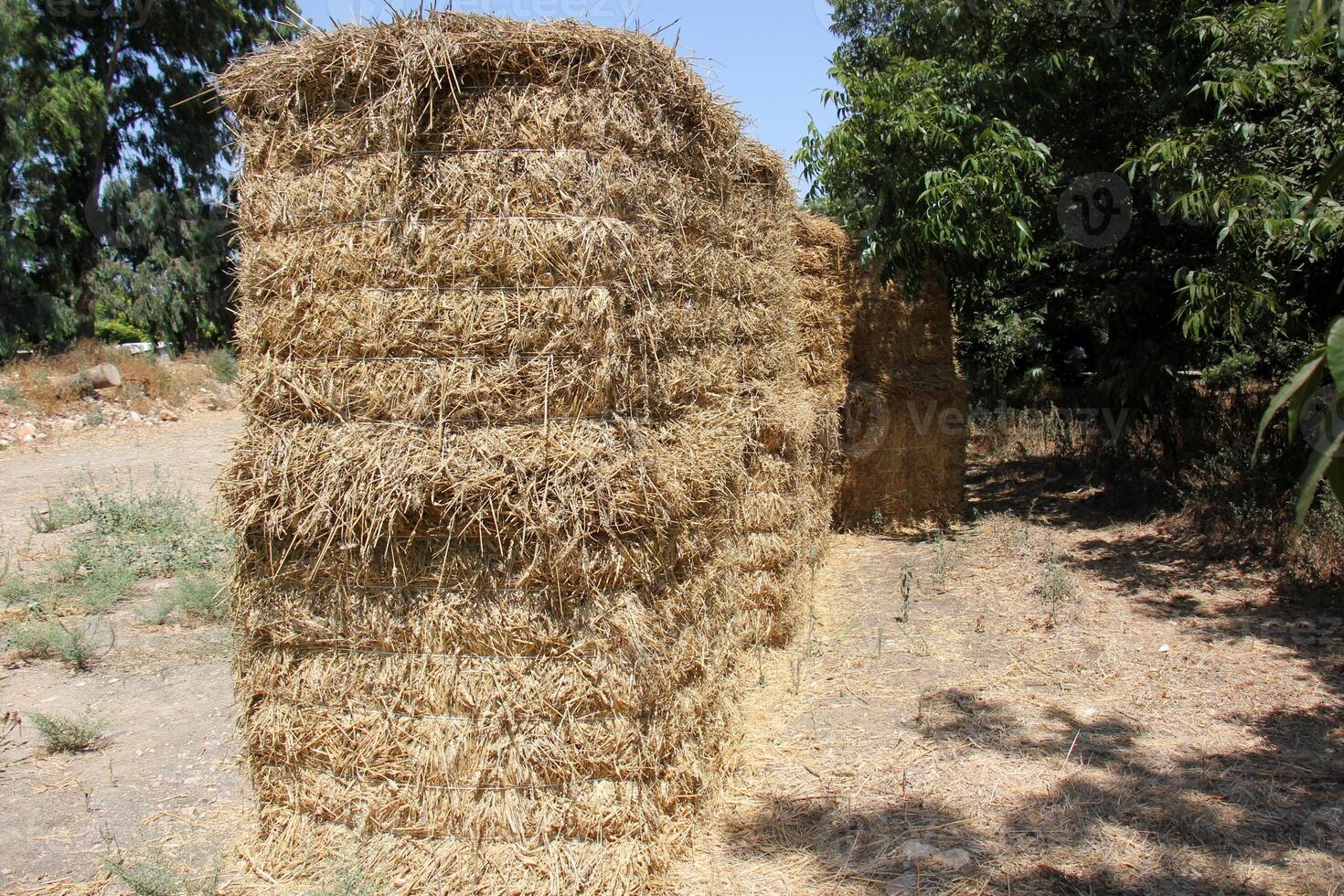Straw is the dry stems of cereal crops remaining after threshing. photo