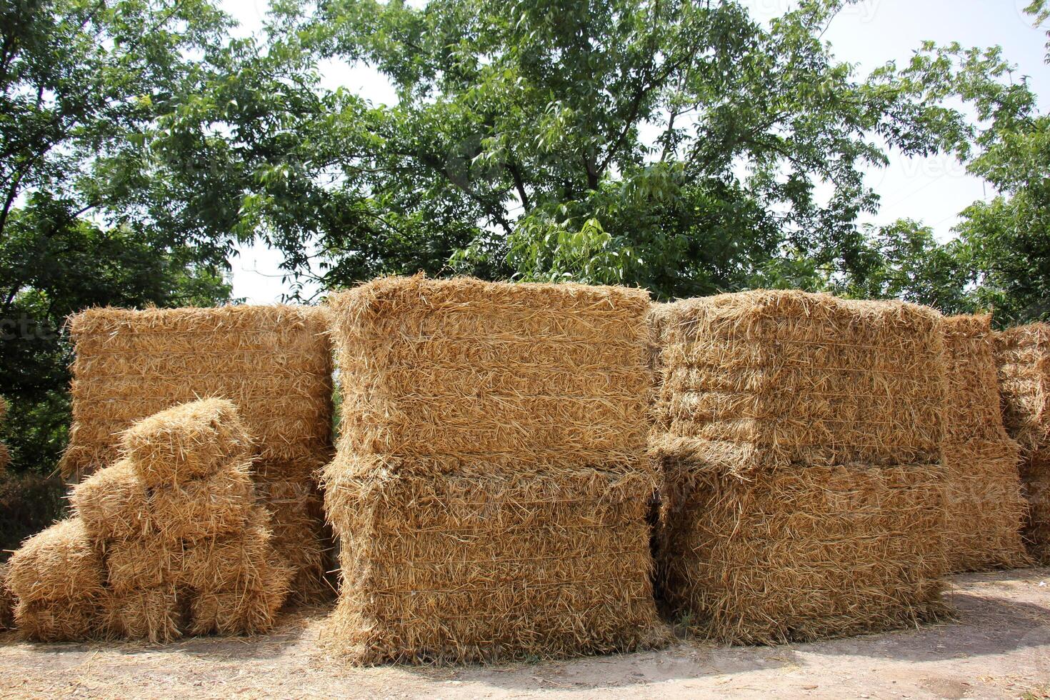 Straw is the dry stems of cereal crops remaining after threshing. photo