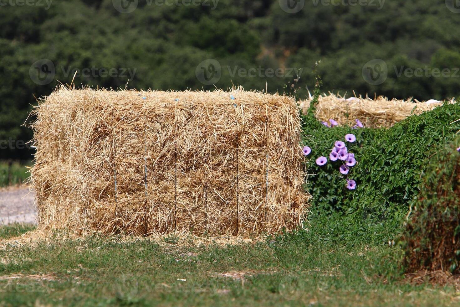 Straw is the dry stems of cereal crops remaining after threshing. photo