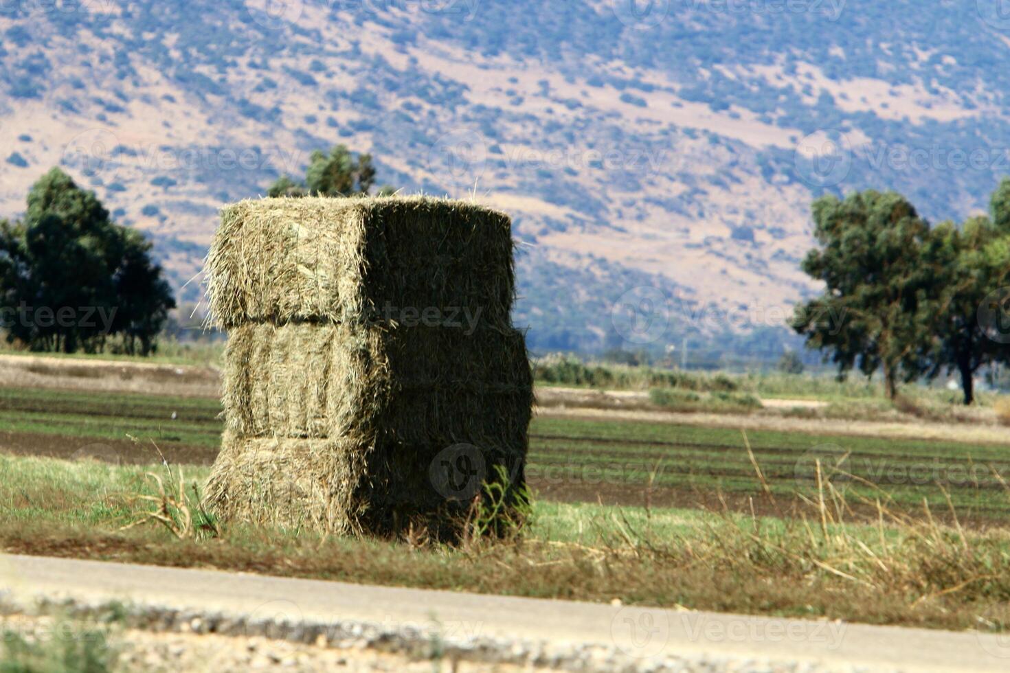 Straw is the dry stems of cereal crops remaining after threshing. photo