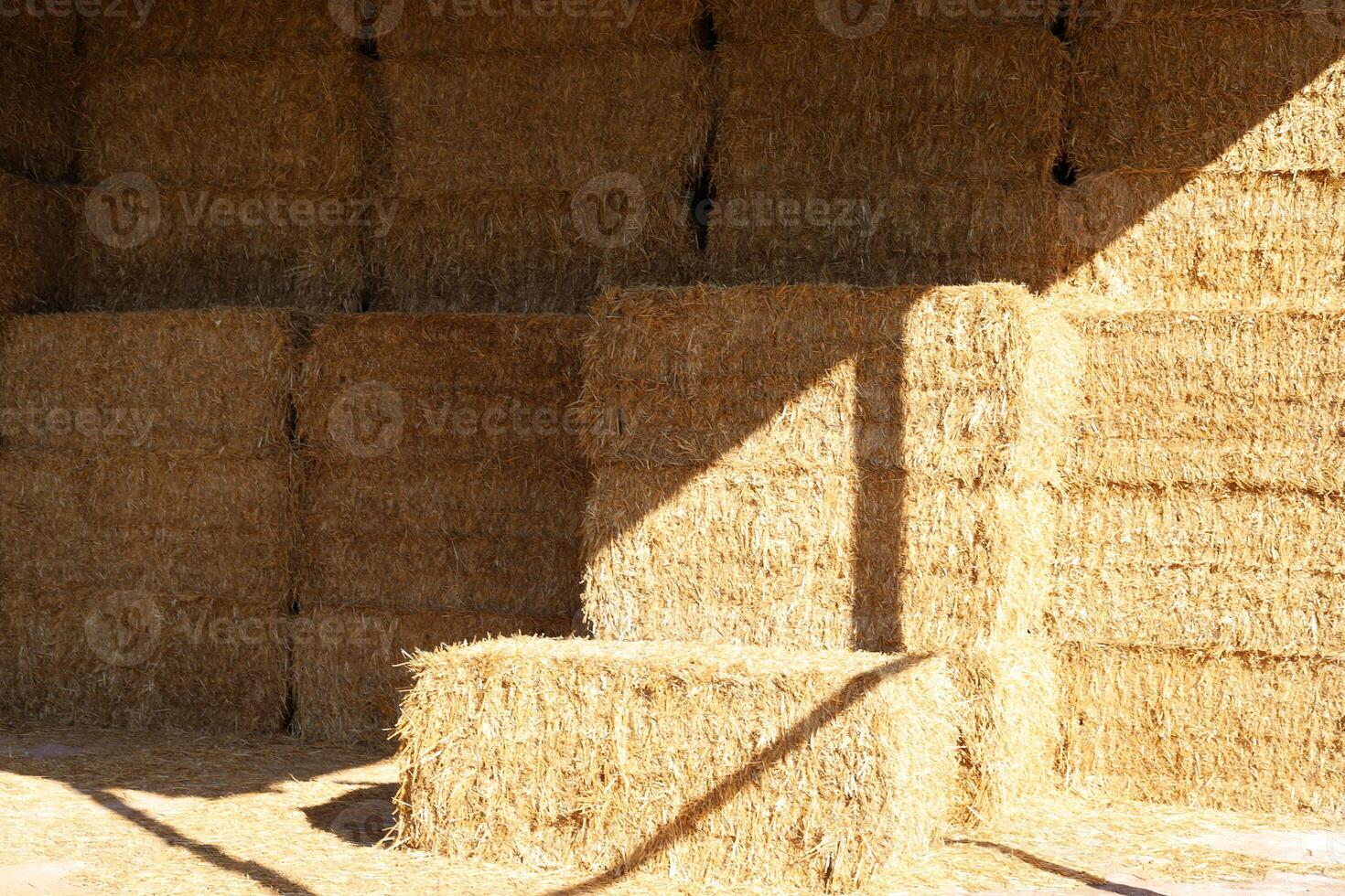 Straw is the dry stems of cereal crops remaining after threshing. photo