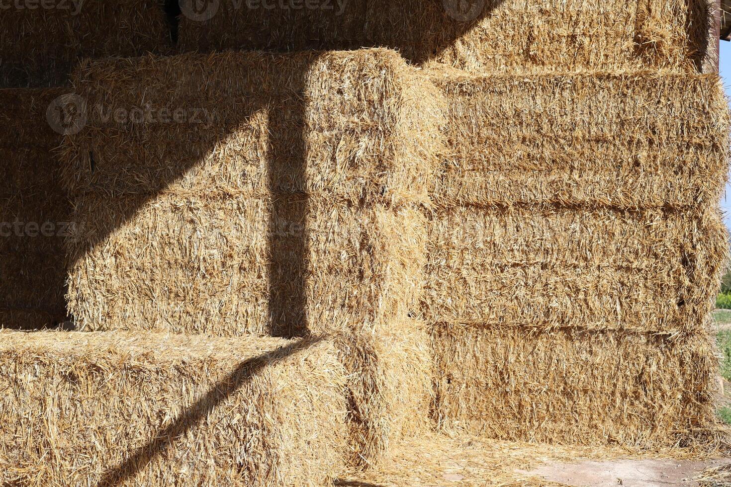 Straw is the dry stems of cereal crops remaining after threshing. photo