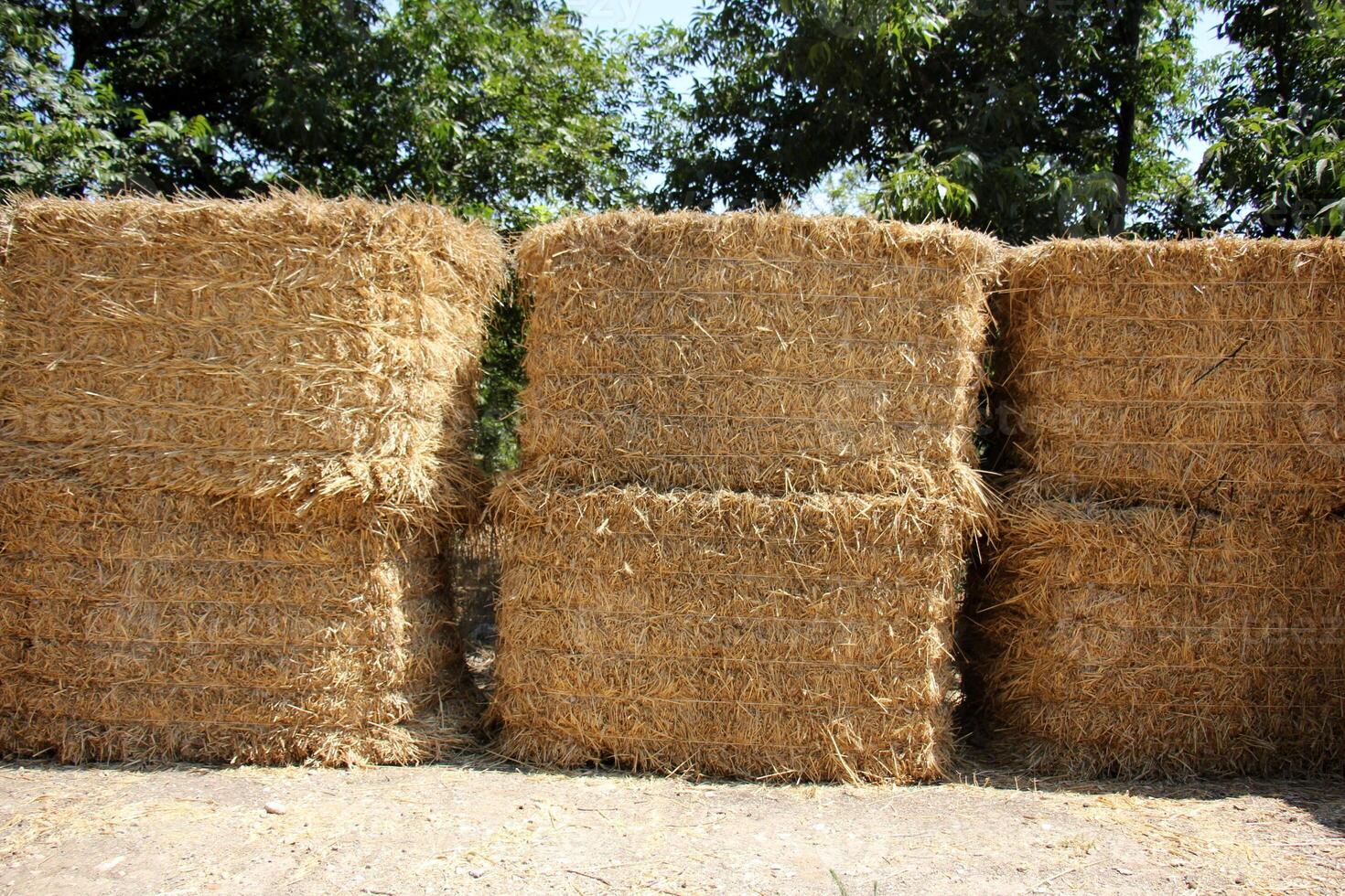 Straw is the dry stems of cereal crops remaining after threshing. photo