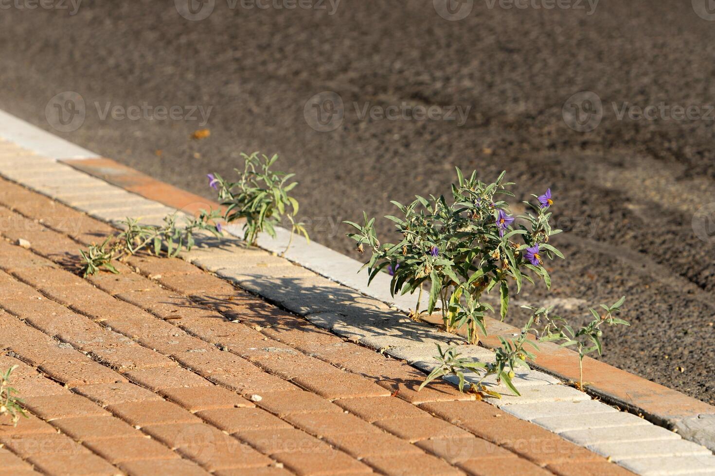 Green plants and flowers grow on the roadway and sidewalk. photo