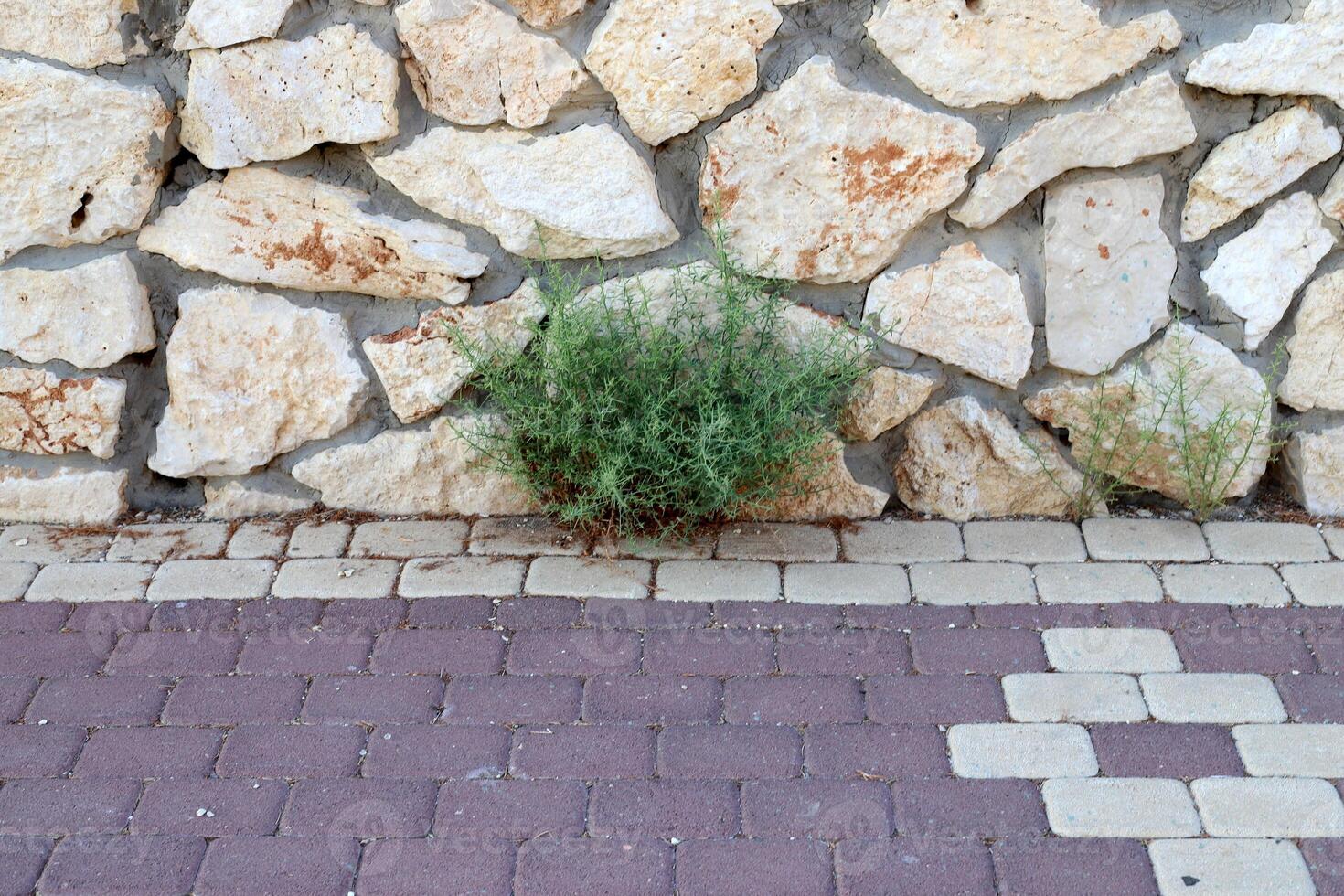 Green plants and flowers grow on the roadway and sidewalk. photo