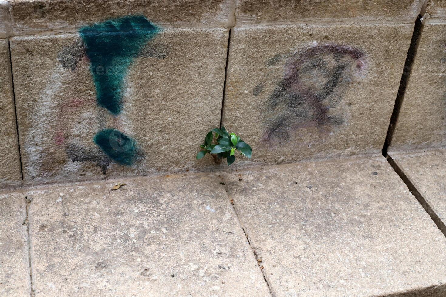 Green plants and flowers grow on the roadway and sidewalk. photo