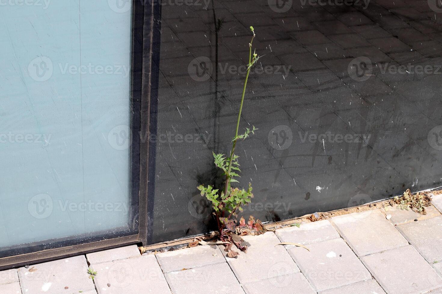 Green plants and flowers grow on the roadway and sidewalk. photo