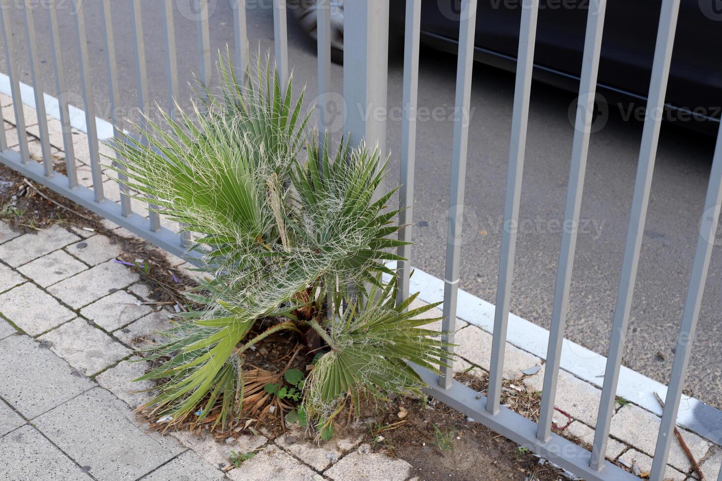 verde plantas y flores crecer en el calzada y acera. foto