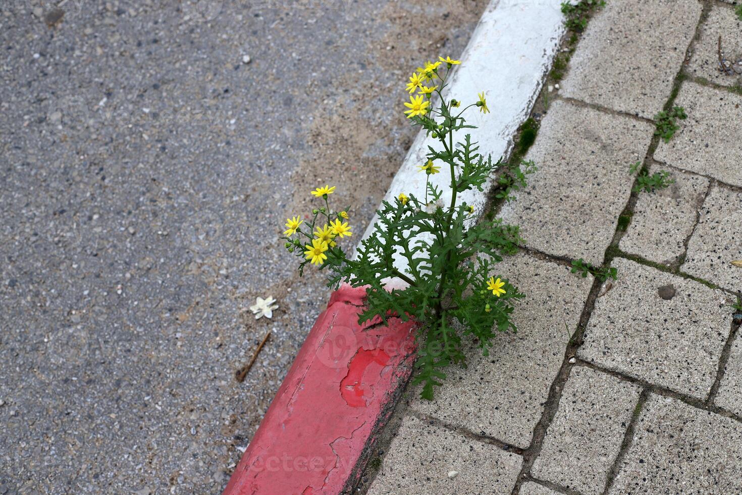 Green plants and flowers grow on the roadway and sidewalk. photo