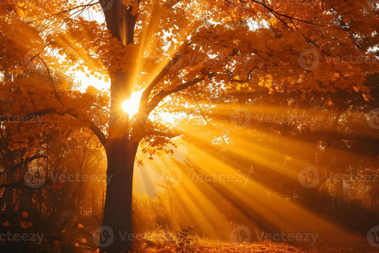 photo sunlight passing through autumn trees