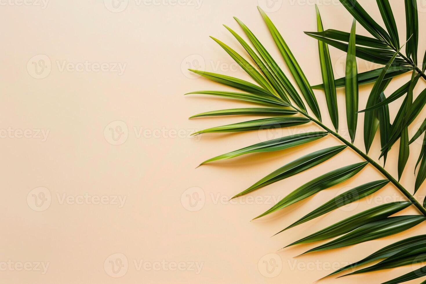 photo fresh palm leaves on beige background