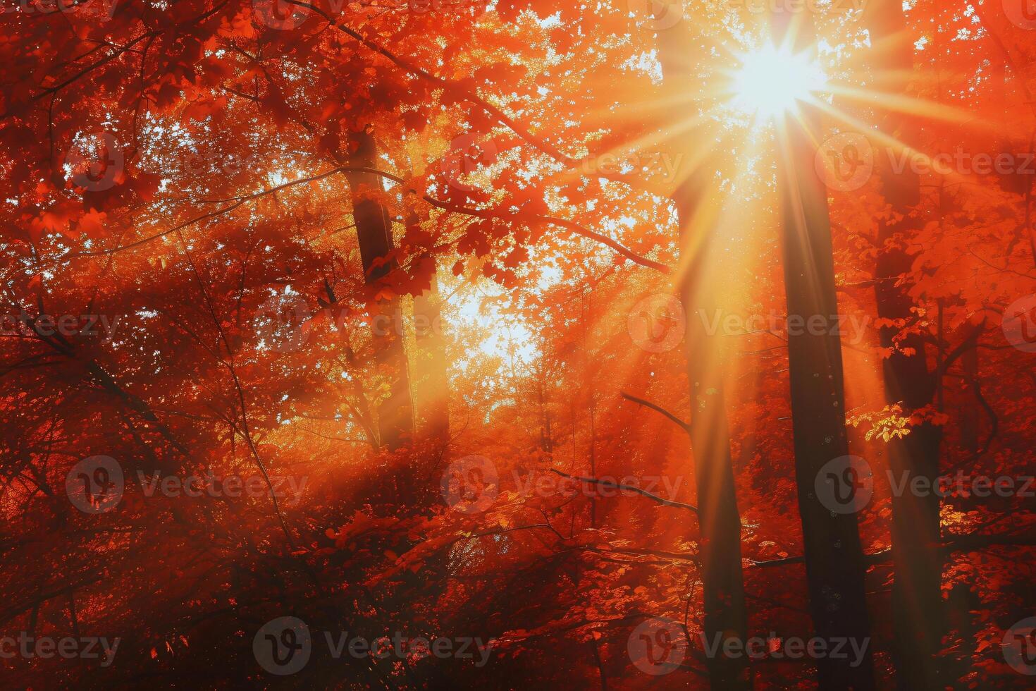 photo sunlight passing through autumn trees