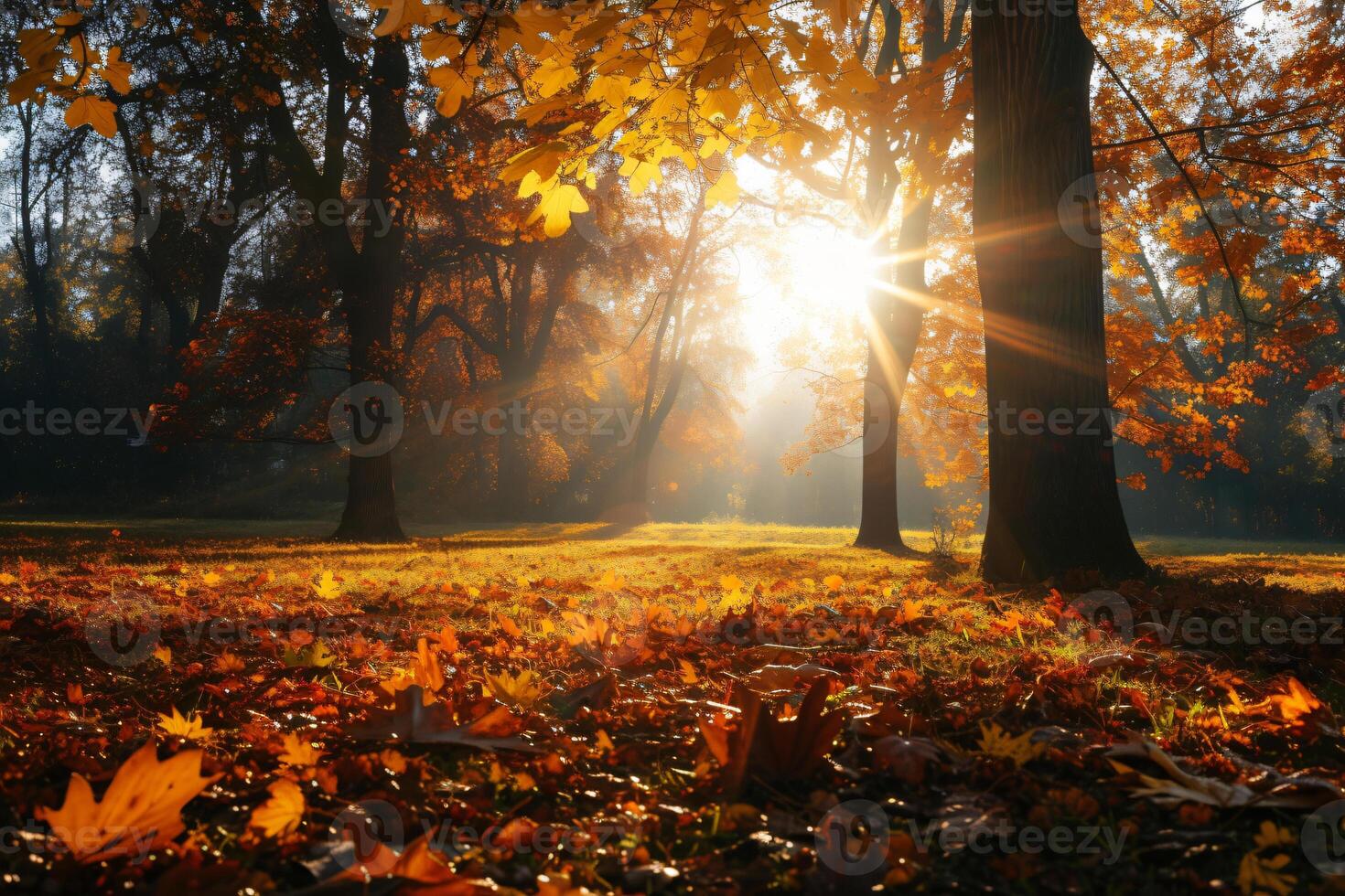 photo sunlight passing through autumn trees