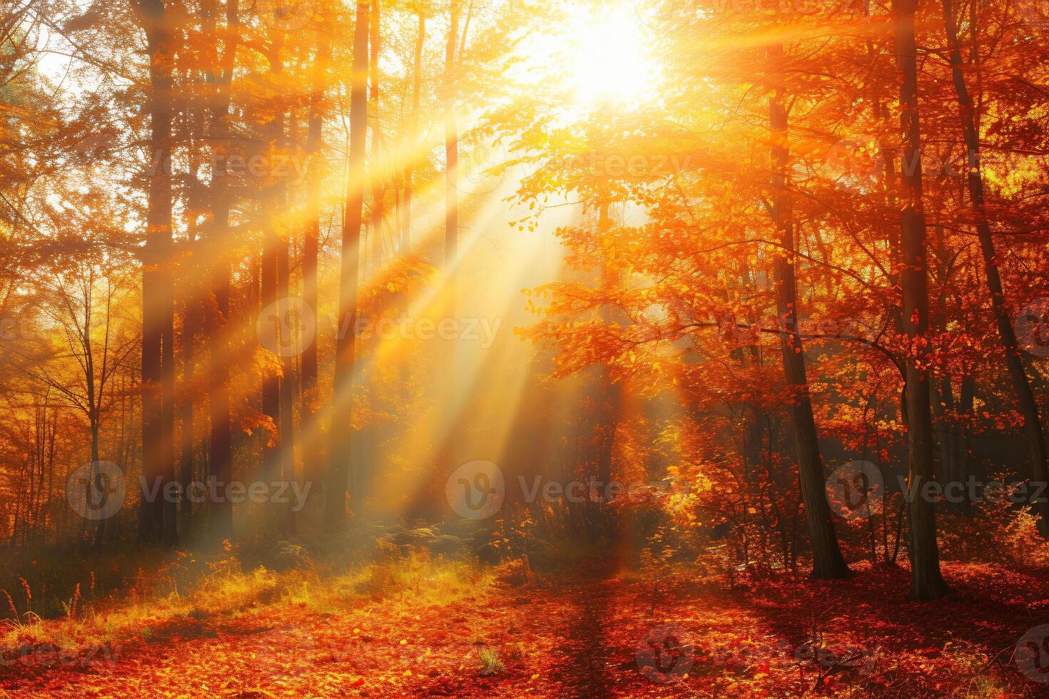 photo sunlight passing through autumn trees