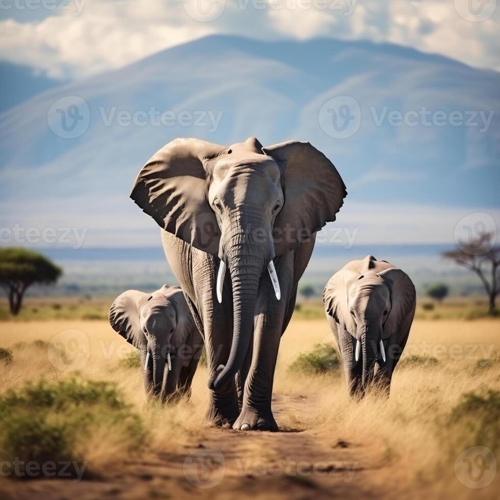 Photo elephants in amboseli national park kenya africa