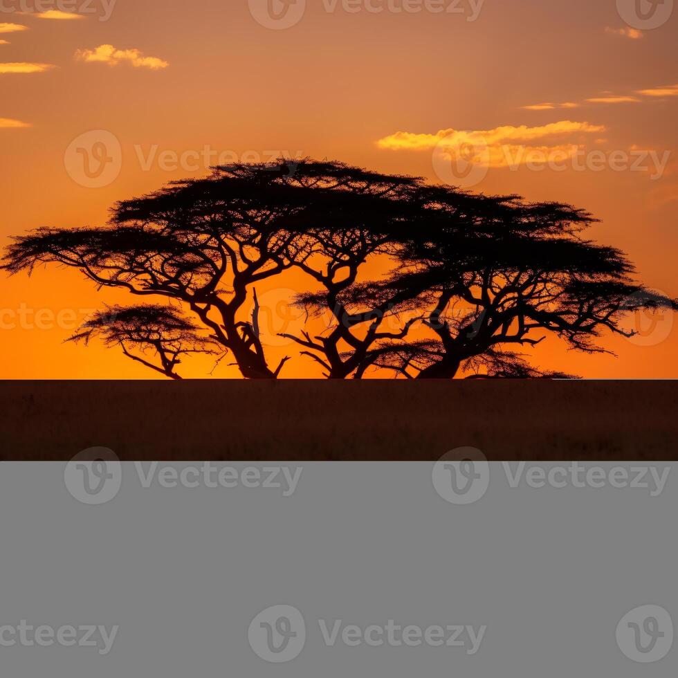 photo mesmerizing view of the silhouette