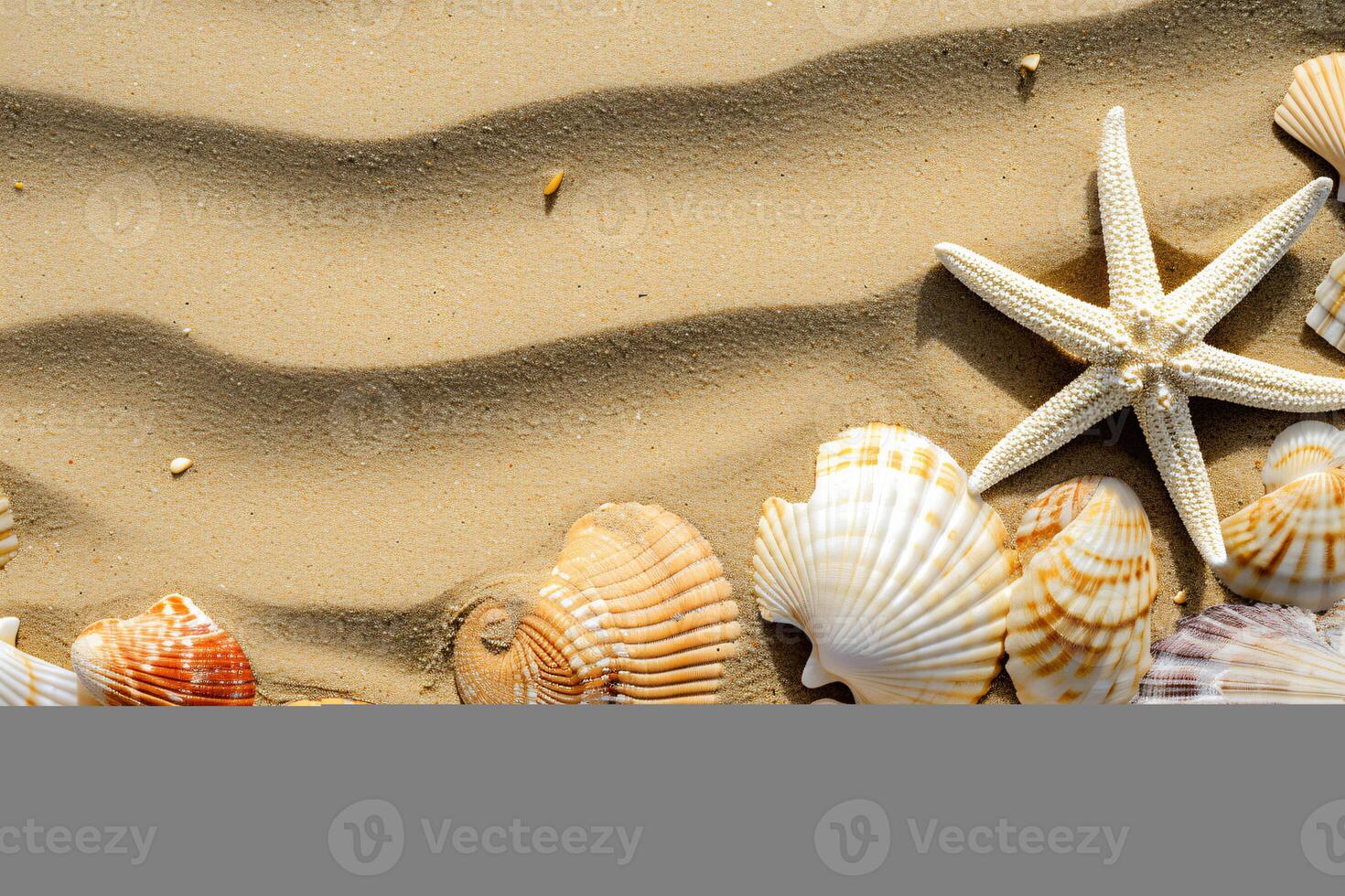 photo copy space sand with shells and starfish