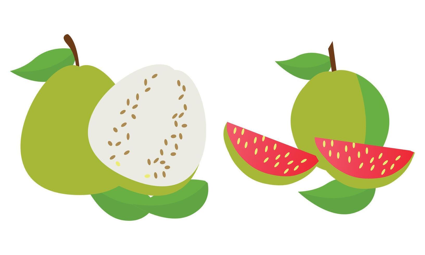 guayaba diseño y ilustración manojo. vector