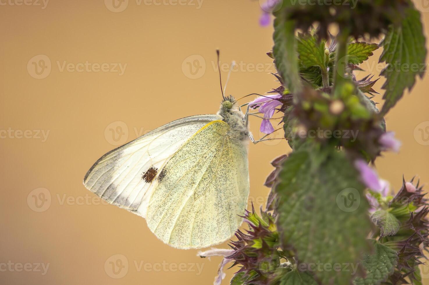 butterfly sits on a flower and nibbles necktar photo