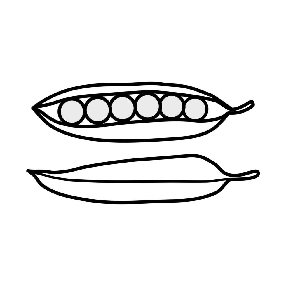 Green pea linear hand drawing on white background, pea, bob, bean colour doodle sketch. iluustration EPS 10. vector