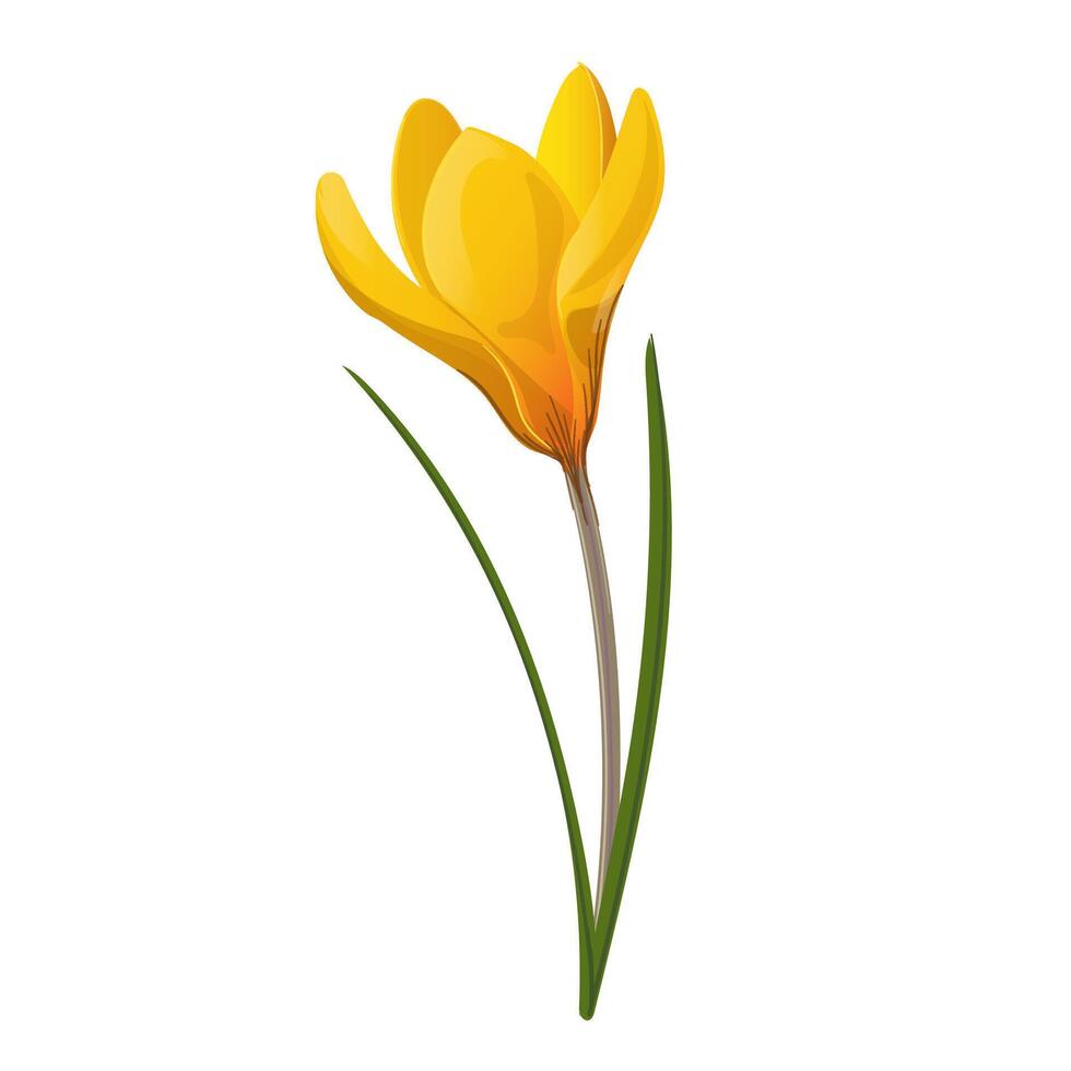 Yellow crocus flower drawn in cartoon style vector