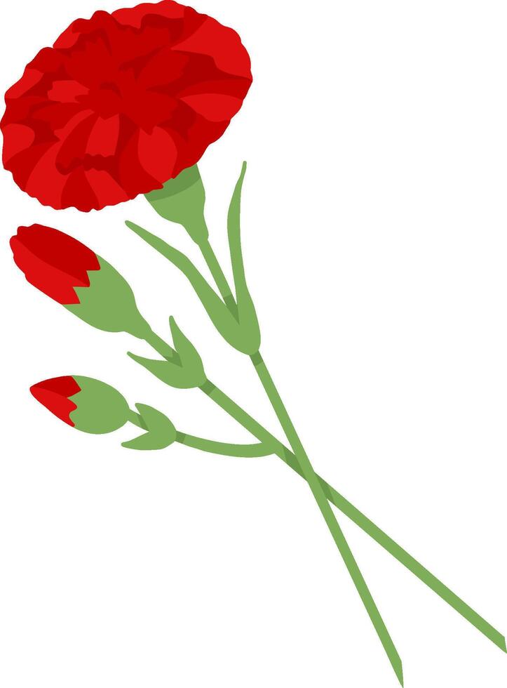 Red carnation on transparent background. illustration for decoration of postcard for May 9th vector