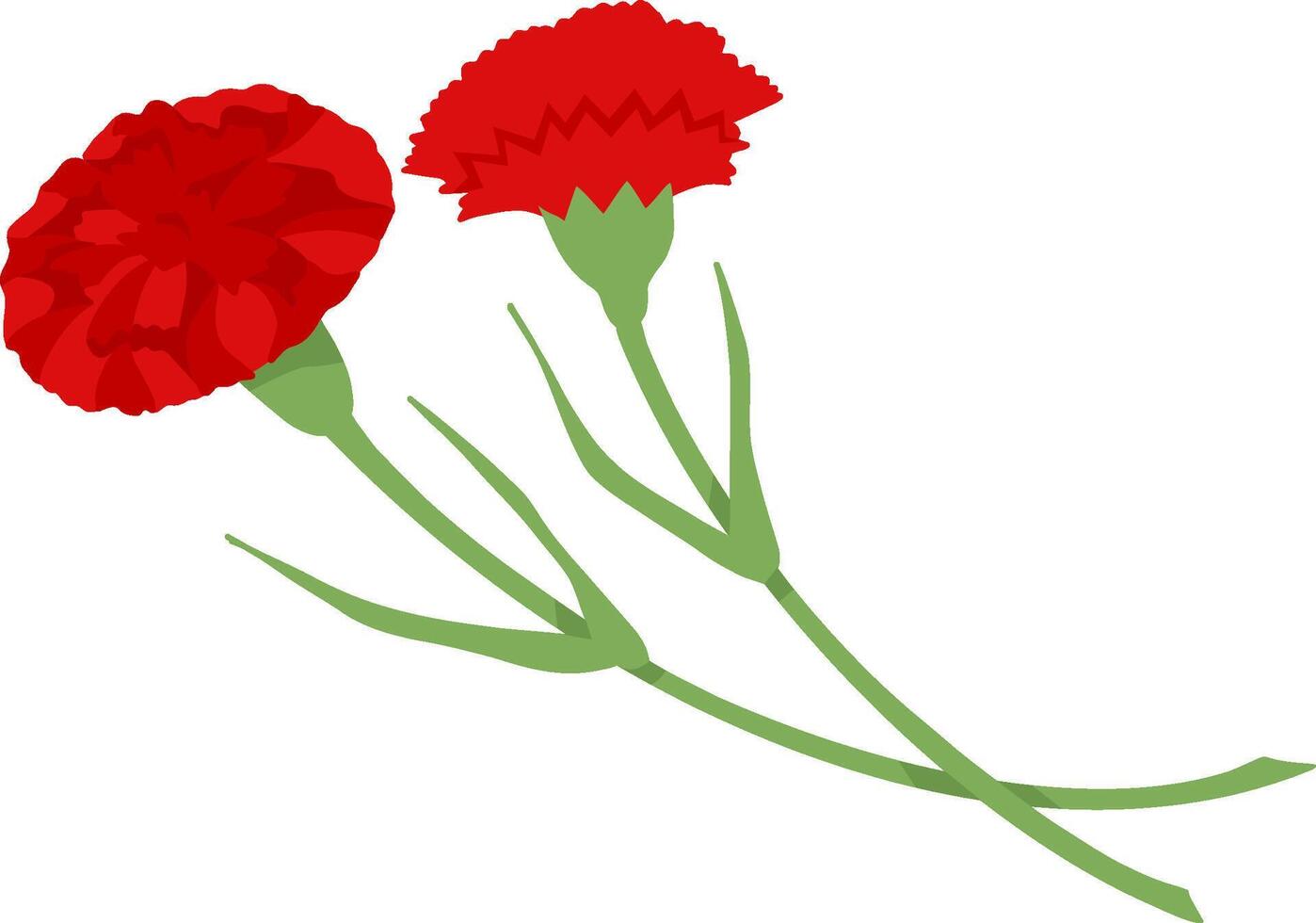 Red carnation on transparent background. illustration for decoration of postcard for May 9th vector