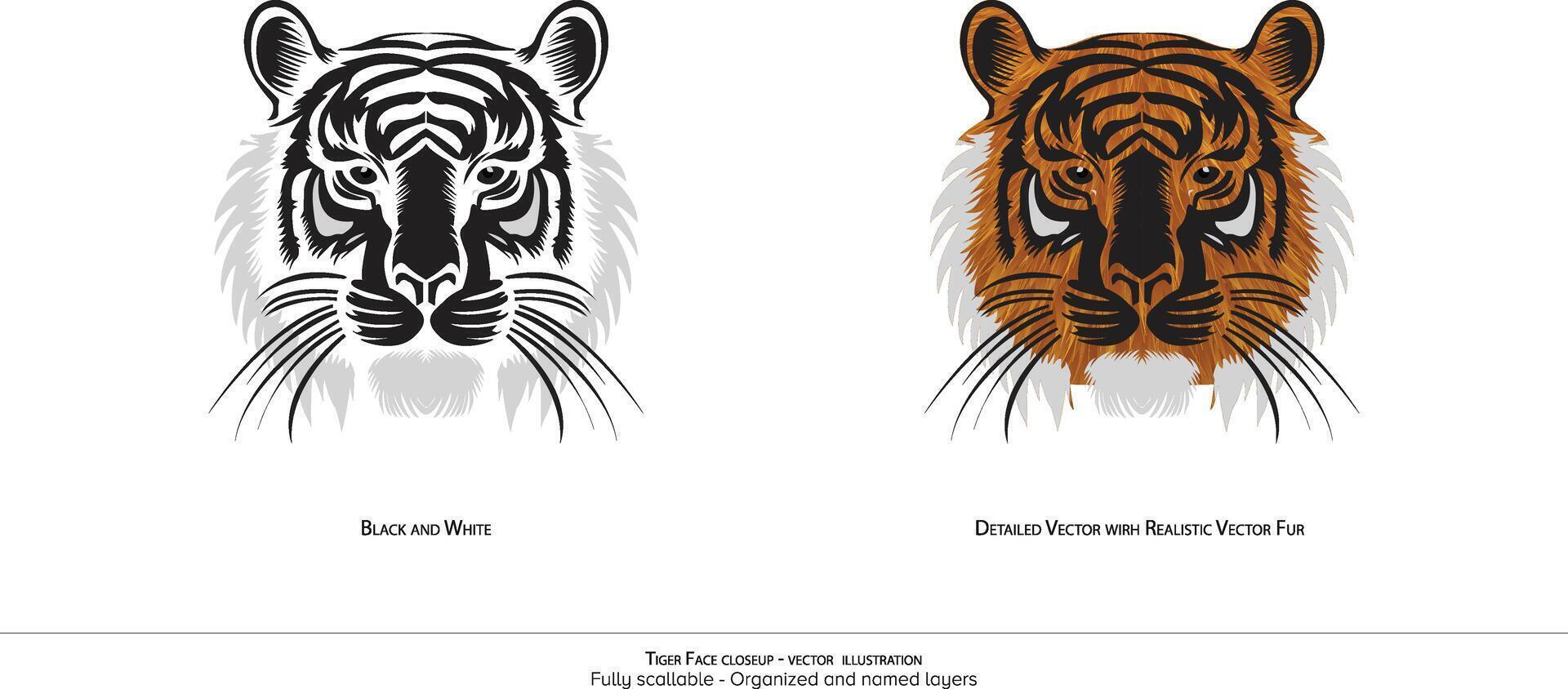 Tigre cara de cerca - ilustración. Tigre cara detallado . realista dibujo. negro y blanco dibujo. de colores Tigre rostro. fauna silvestre ilustración. vector