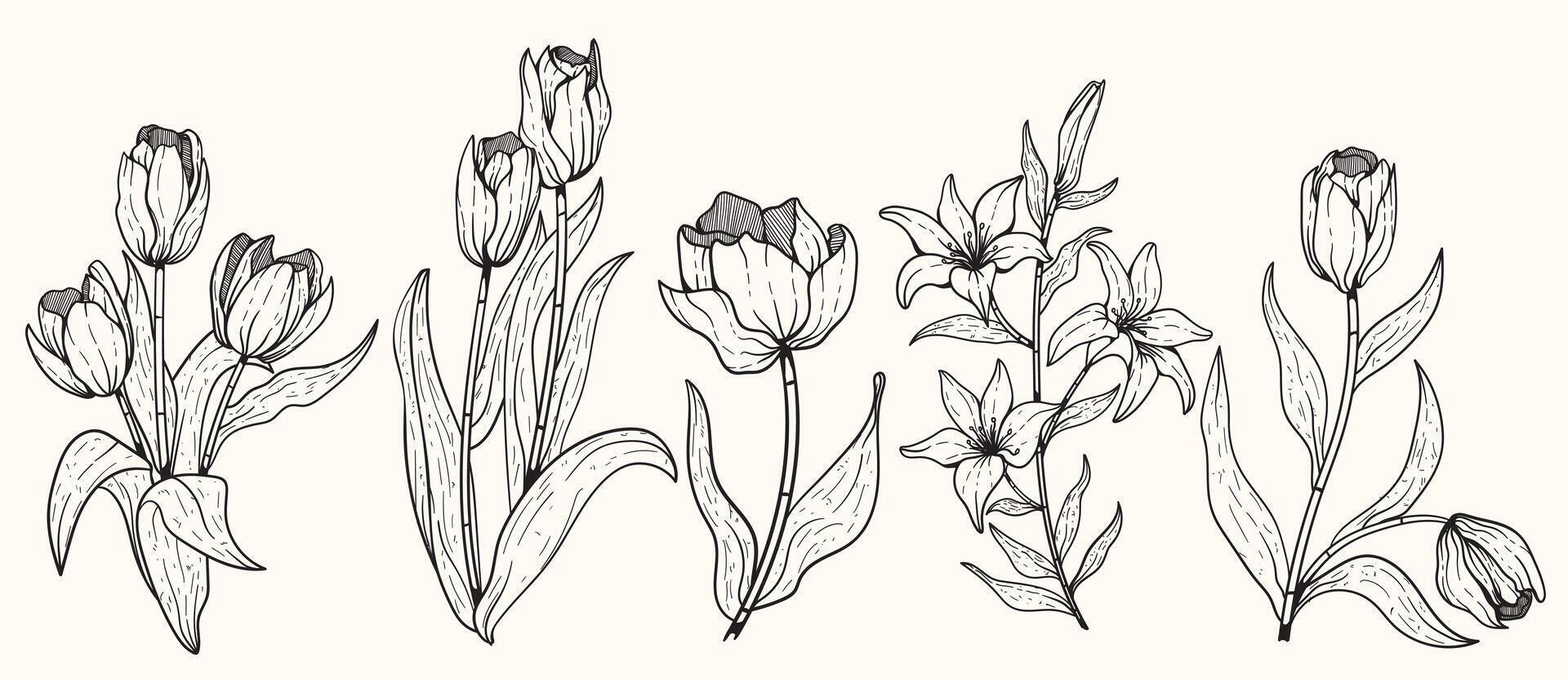 tulipán flores en minimalismo línea arte, un conjunto de mano dibujado tulipán flores adecuado para Boda invitaciones, fondos de pantalla y belleza negocios vector