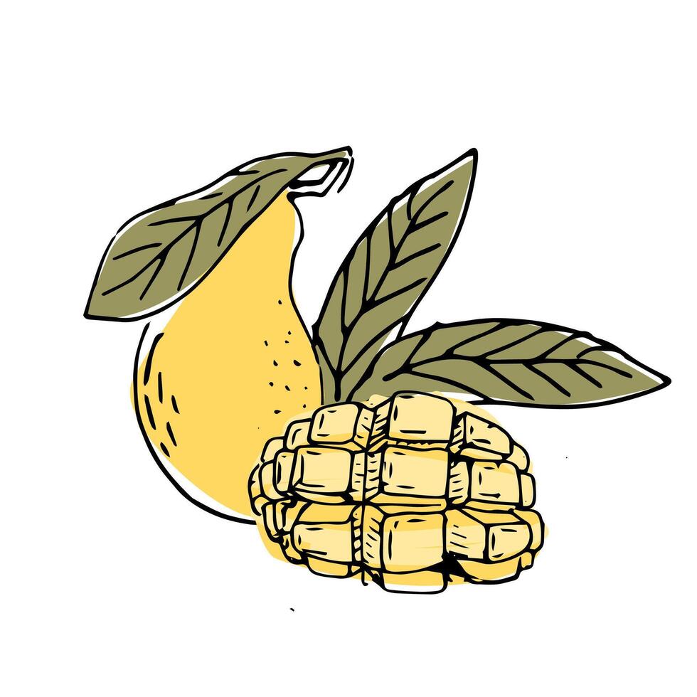 Hand drawn Mango fruit in sketch art illustration vector