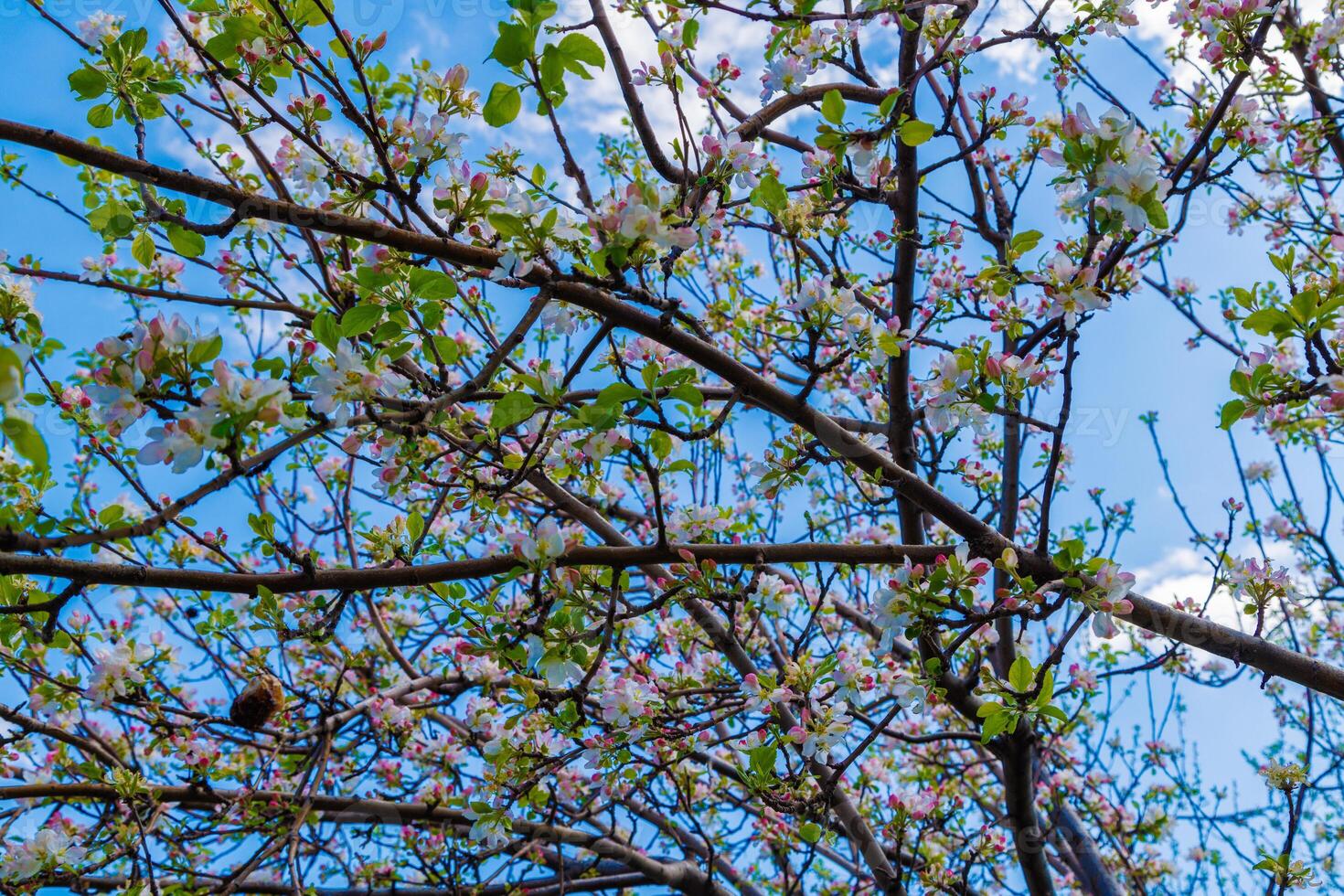 blooming apple tree, closeup wide angle full-frame view from below photo